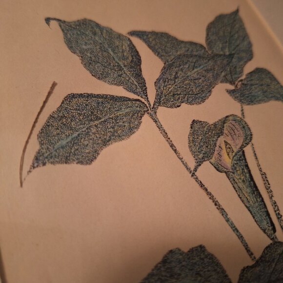 Annarae Anderson Signed Botanical Art Print Black Frame 8 x 10 Jack Pulpit Color - Picture 2 of 4